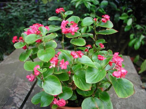 B. ‘Ribaty Bell’
